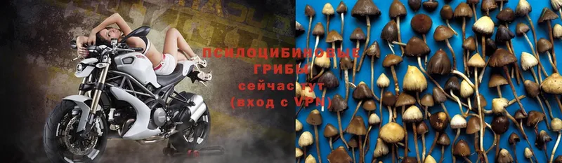 Псилоцибиновые грибы Psilocybine cubensis  ссылка на мегу ссылки  Камышин 